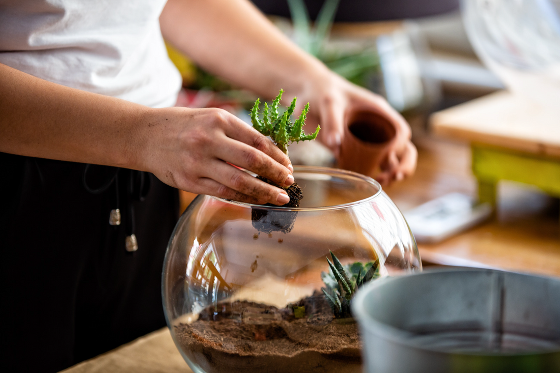Succulent Edition - Build Your Own Terrarium Tutorials