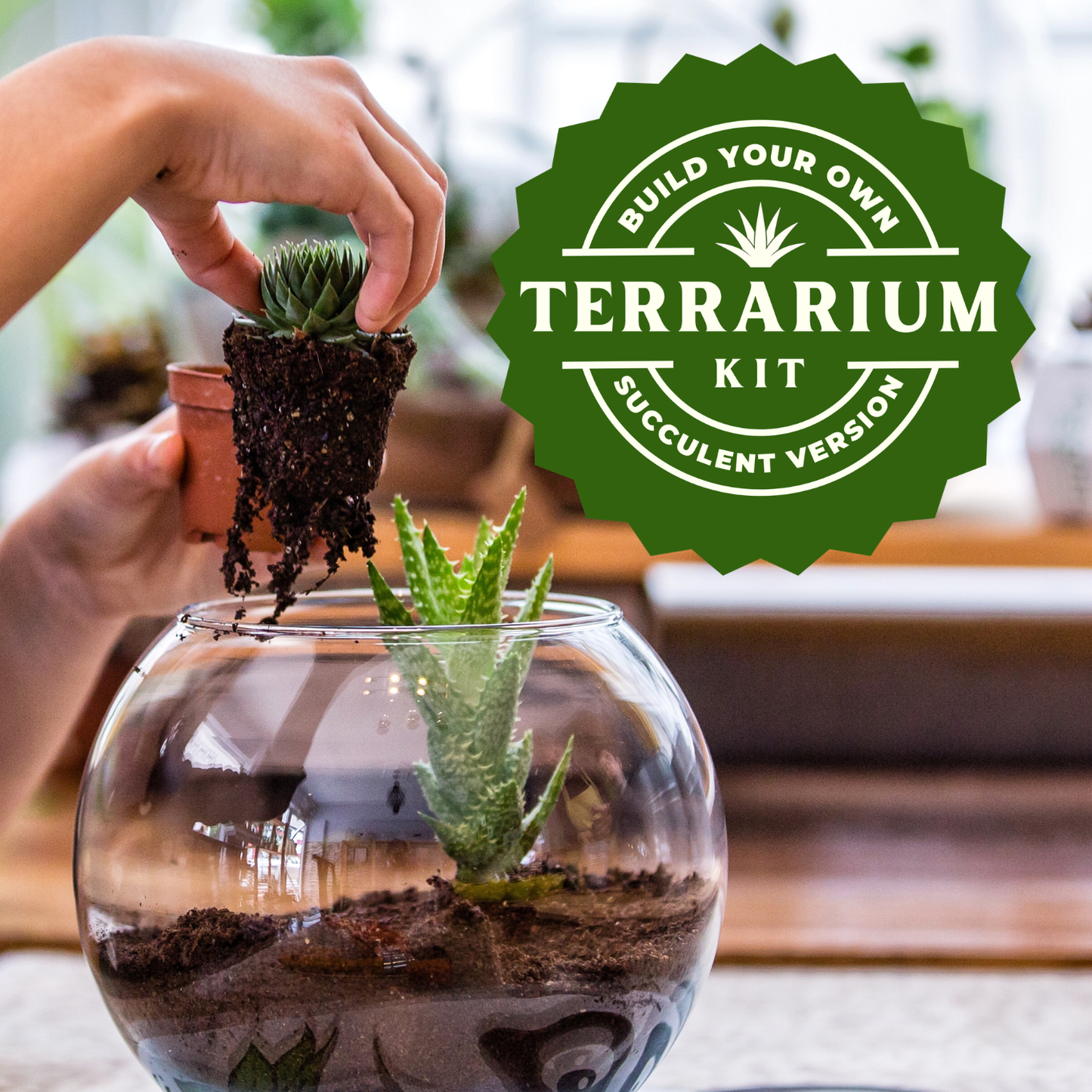 Succulent Terrarium Kit