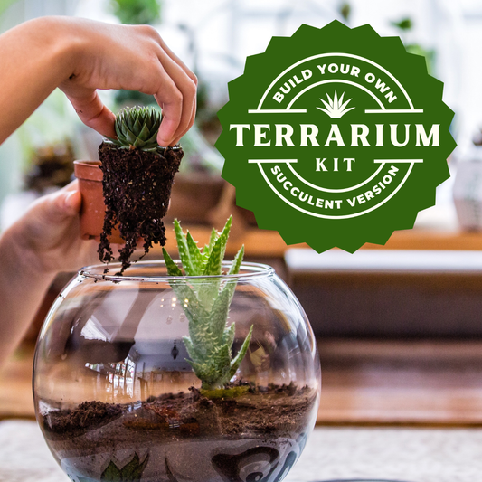 Succulent Terrarium Kit